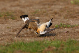 Northern wheatear (oenanthe oenanthe), Vullierens, Switzerland, April 2010