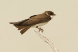 Sand martin (riparia riparia), San Pedro del Pinatar, Spain, April 2010