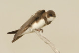 Sand martin (riparia riparia), San Pedro del Pinatar, Spain, April 2010