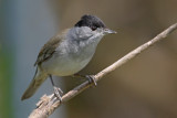 Blackcap (sylvia atricapilla), Chavornay, Switzerland, April 2010