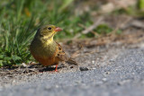 Ortolan bunting (emberiza hortulana), Leukerfeld, Switzerland, April 2010