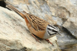 Rock bunting (emberiza cia), Ayer, Switzerland, April 2010