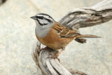 Rock bunting (emberiza cia), Ayer, Switzerland, April 2010