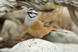 Rock bunting (emberiza cia), Ayer, Switzerland, April 2010