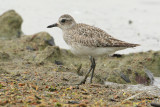 Grey plover (pluvialis squaterola), Prverenges, Switzerland, May 2010