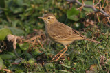 Paddyfield pipit (anthus rufulus), Bharatpur, India, December 2009