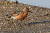 Knot (calidris canutus), Prverenges, Switzerland, May 2010