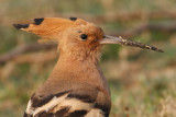 Eurasian hoopoe (upupa epops), Bharatpur, India, December 2009