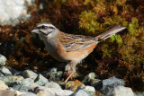 Rock bunting (emberiza cia), Ayer, Switzerland, May 2010