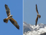 Montagus harrier, Leuk, Switzerland, May 2010