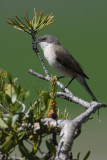 Lesser whitethroat (sylvia curruca), Leuk, Switzerland, June 2010