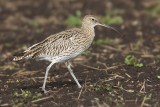 Curlew, Witzwil, Switzerland, October 2007