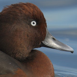Ferruginous duck (aythya ferina), Morges, Switzerland, October 2006