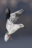 Black-headed gull (larus ridibundus), Saint-Sulpice, Switzerland, October 2007