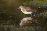 Solitary Sandpiper, Yellowstone Lake (YNP, WY), USA, September 2007