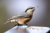 Nuthatch (sitta europaea), Chandolin, Switzerland, November 2007