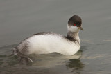 Black-necked grebe, Morges, Switzerland, November 2007