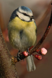 Blue tit, Echandens, Switzerland, March 2008