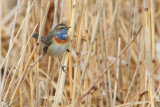 White-spotted Bluethroat, Champ-Pittet, Switzerland, March 2008