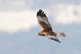 Marsh harrier, Chavornay, Switzerland, March 2008