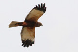 Marsh harrier, Chavornay, Switzerland, March 2008