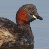 Little grebe, Champ-Pittet, Switzerland, March 2008