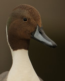 Northern pintail (anas acuta), Preverenges, Switzerland, April 2008