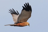 Marsh harrier, Champ-Pittet, Switzerland, April 2008