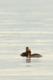 Slavonian grebe, Saint-Sulpice, Switzerland, April 2008