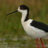 Black-winged stilt (himantopus himantopus), Lavigny, Switzerland, April 2008