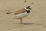 Little ringed plover (charadrius dubius), Prverenges, Switzerland, April 2008