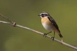 Whinchat, Leukerfeld, Switzerland, April 2008