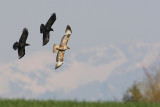 Common buzzard, Echandens, Switzerland, April 2008