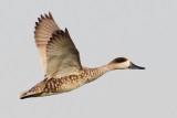 Marbled teal (marmaronetta angustirostris), Santa Pola, Spain, May 2008