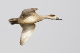 Marbled teal (marmaronetta angustirostris), Santa Pola, Spain, May 2008