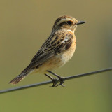 Whinchat, Echandens, Switzerland, May 2008