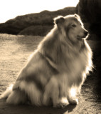 Lassie at sunset.. :  )