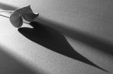 Small leaf - long shadow