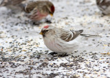 HOARY REDPOLL (male - individual no. 1)