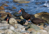 Black Oystercatcher