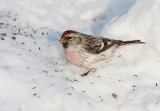 HOARY REDPOLL (male - individual no. 4)