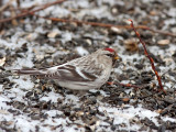 HOARY REDPOLL (male - individual no. 5)