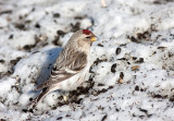 HOARY REDPOLL (male - individual no. 3)