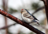 HOARY REDPOLL (male - individual no. 6)