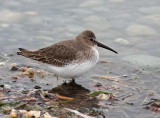 Dunlin