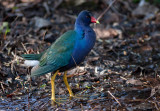 Purple Gallinule