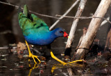 Purple Gallinule