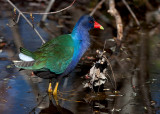 Purple Gallinule