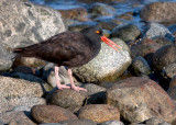 Black Oystercatcher