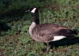 Canada Goose